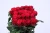 Import Christmas Gifts Made in China Fresh Cut Rose Flowers / Fresh Cut Flowers Processing Type and Flower Part flower from China
