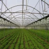 Commercial plastic film covering Single-span greenhouse