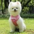 Import Direct Selling Pink Dog Clothes Summer Comfortable Wholesale Dog Clothes from China