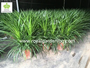 Dracaena draco outdoor plants export to the Middle East.