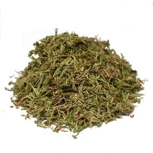 Dried Doederlein&#039;s Spikemoss Herb whole part from Selaginella doederleinii Hieron for crude herb medicine