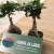 Import Easy To Breathe wholesale plant bonsai for hot sale from China