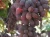 Import EGYPTIAN FRESH GRAPES ready to export for Lagos air port from Egypt