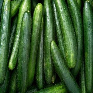 Export Quality Fresh Cucumber from USA