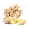 Factory Direct export for sale price wholesale organic fresh ginger