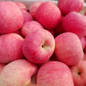 Factory direct supply high quality delicious fresh apple cheap apple