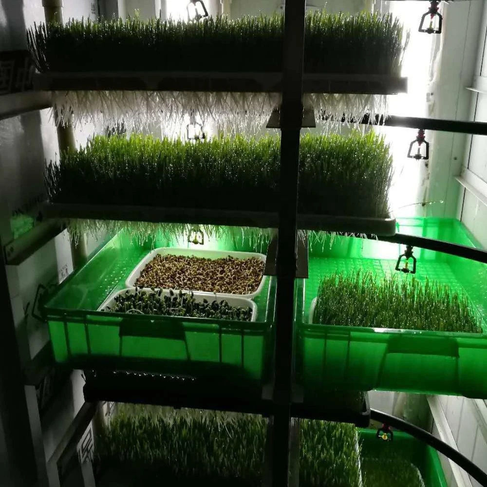 Farming Hydroponic Fodder/Barley Grass Growing System for Animals Livestock Poultry Energy saving