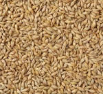 Feed Barley, Malt Barley Available