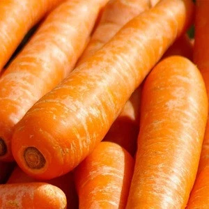 Fresh Carrots Export Vegetables in Bangladesh market of 2019