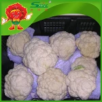 fresh cauliflower factory price white broccoli frozen cauliflower