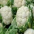 Import Fresh Cauliflower from Bangladesh
