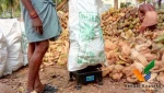 Fresh Coconut Importers In Uae