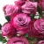 Import Fresh flower suppliers flower arrangements cheap flowers red rose from China
