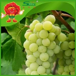 Fresh Grapes Seedless Fresh Grapes Seedless GREEN Grapes