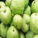 Fresh Guava Juicy Raw Quality Guava Fruit