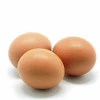 Fresh Holland Eggs for Export