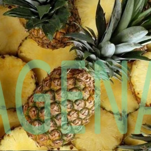 Fresh Pineapple From Vietnam - High Quality - Best Price