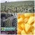 Import FRESH PINEAPPLE - HOT PRODUCT WITH BEST PRICE from Vietnam