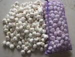 Fresh White Garlic