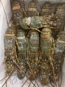 Frozen  Lobster  with Highest Export Quality