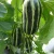 Import Fruit Seeds Good Taste High Yield High Yield Sweet Melon Seeds from China