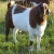Import Full Blood Boer Goats Live from Ukraine