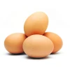 Hatching Chicken Eggs For Sale