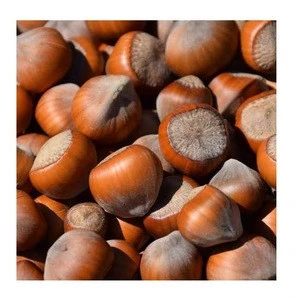 Hazelnuts Wholesale Seller Best quality Bulk Quantity Wholesale rate