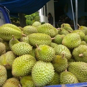 High quality best price fresh durian