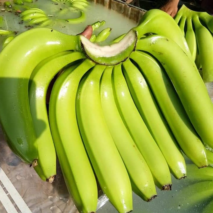 High Quality Fresh Cavendish Bananas with competitive price +91-9891317790
