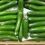 Import High Quality Fresh Cucumber/Frozen Cucumber/Sea Cucumber from Germany