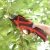 Import High quality Garden Professional Pruning Shears/ electric scissors from China