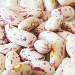 High quality Light Speckled Kidney Beans / Pinto Beans / Sugar Beans