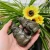 Import High quality natural obsidian healing crystal stone crafts gold obsidian crystal wolf carving crafts from China