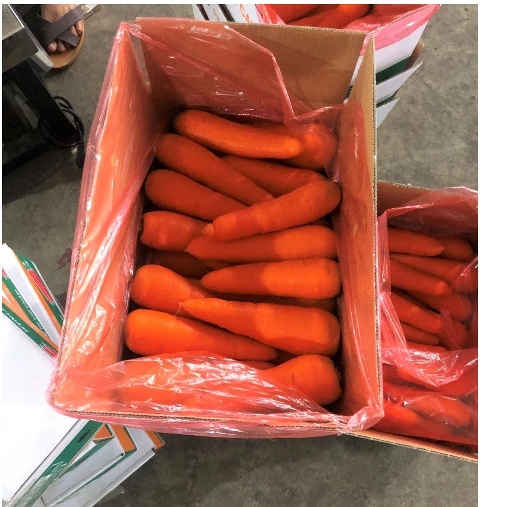 Import Fresh Carrot Used For Fruit Juice And Cooking Good For Healthy From Trung My Company