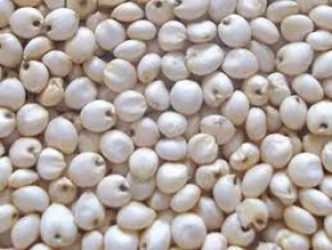 Indian Natural Indian Sorghum White high nutrition bulk export
