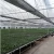 Import Industrial Commercial Low Cost Multispan Agricultural Greenhouses Structure Green House from Japan