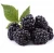 Import IQF frozen blackberry fruit for sale from China