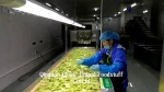 IQF frozen fresh grapes price export grapes