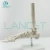 Import LANCET 2020Joint model Medical education plastic foot model High quality Foot model from China