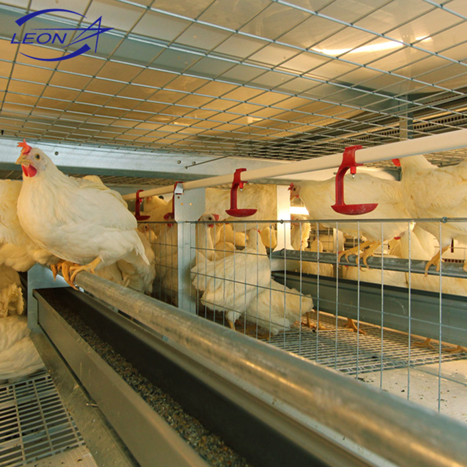 Buy Leon Series Poultry Cage System With Whole Equipment For Livestock ...