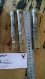 Live Razor Clam