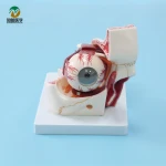 Medical science 3 times eye anatomical model