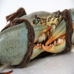Mud and Alaskan Crab for bulk export