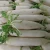Import Natural Fresh White Radish Export Quality from South Africa