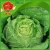 Import natural organic green vegetables Celery cabbage Chinese cabbage Spring brand best cabbage from China