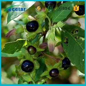 Natural product Atropa belladonna powder extract gastrointestinal system healthcare products