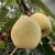 Import New Arrival 2020 fresh pear cheap pears online wholesale with high quality from China