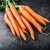 Import New Crop Fresh Carrot for Sale At Competitive Price from Germany