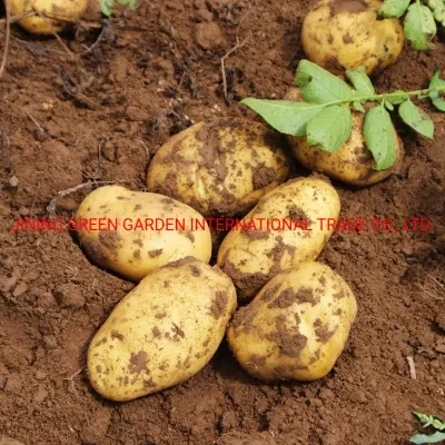 New Crop Yellow Flesh Potato Wholesale Fresh Potato Mesh Bag Pack